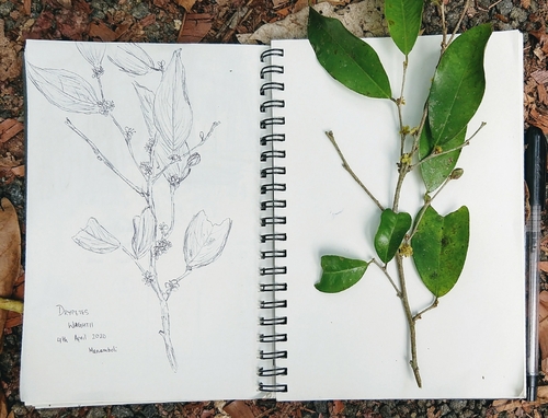 Drypetes wightii (Drypetes wightii)