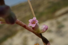 Cuscuta lupuliformis