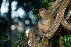 Macaca mulatta