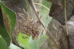 Hyphantria cunea