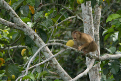Macaca nemestrina