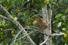 Macaca nemestrina