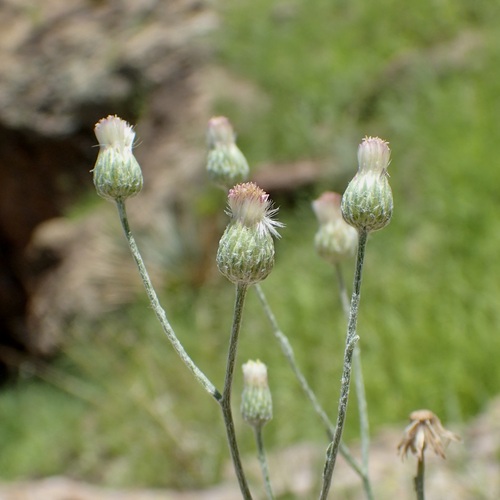 Image of Laennecia eriophylla by (c) Sue Carnahan, some rights reserved (CC BY)