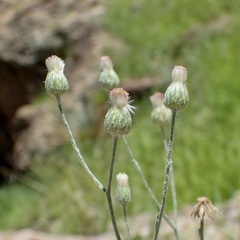 Laennecia eriophylla