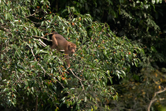 Macaca nemestrina