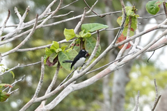 Rhipidura leucophrys