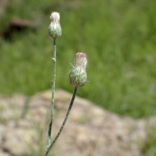 Image of Laennecia eriophylla by (c) Sue Carnahan, some rights reserved (CC BY)