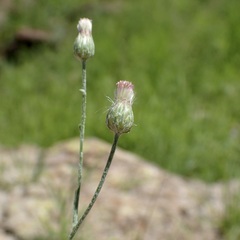 Laennecia eriophylla