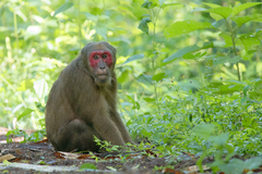 Macaca arctoides