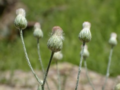 Laennecia eriophylla