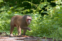 Macaca arctoides