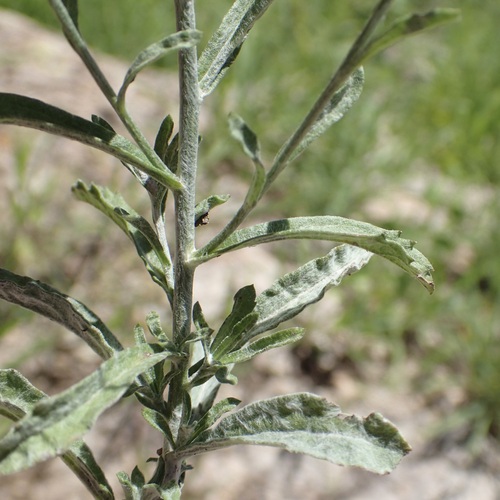 Image of Laennecia eriophylla by (c) Sue Carnahan, some rights reserved (CC BY)