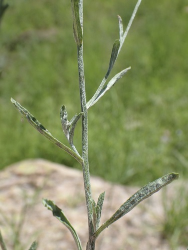Image of Laennecia eriophylla by (c) Sue Carnahan, some rights reserved (CC BY)