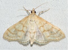 Paracorsia repandalis