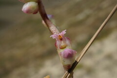 Cuscuta lupuliformis