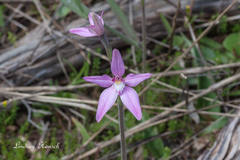 Caladenia latifolia