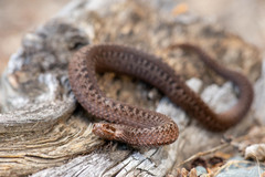 Vipera berus