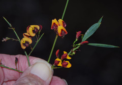 Daviesia divaricata