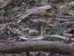 Sericornis frontalis