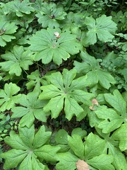 Podophyllum peltatum