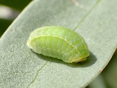 Cryptophobetron oropeso