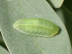 Cryptophobetron oropeso