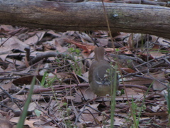 Sericornis frontalis