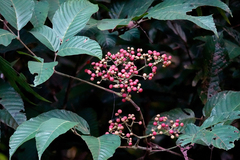 Vitaceae