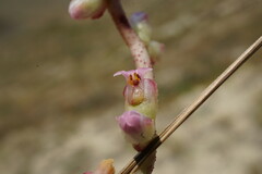 Cuscuta lupuliformis