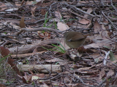 Sericornis frontalis