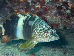 Serranus papilionaceus