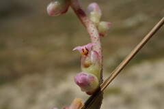 Cuscuta lupuliformis