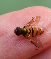 Episyrphus