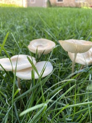 Marasmius oreades