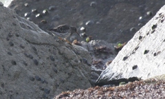 Calidris maritima