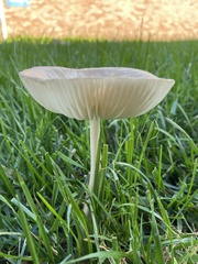 Marasmius oreades