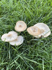 Marasmius oreades