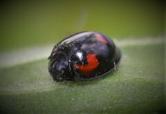 Exochomus quadripustulatus