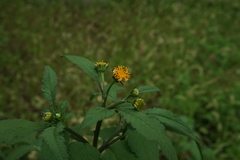 Bidens pilosa