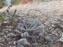 Odontarrhena obtusifolia