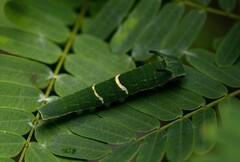 Charaxes