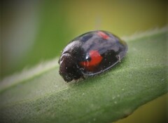 Exochomus quadripustulatus