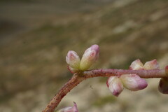 Cuscuta lupuliformis