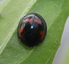 Exochomus quadripustulatus