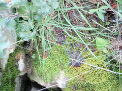 Peltigera polydactylon