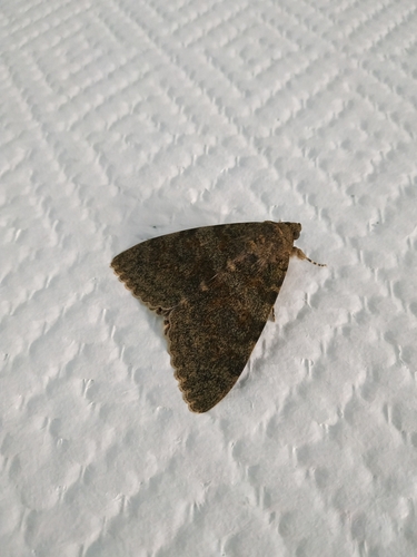 Catocala elocata