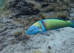 Thalassoma pavo