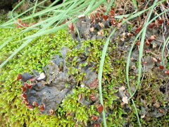 Peltigera polydactylon
