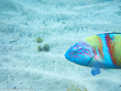 Thalassoma pavo