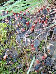 Peltigera polydactylon